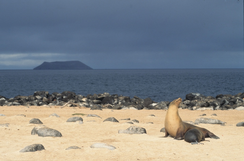Galapagos sea lion nursing, Galápagos Islands, Ecuador - nursery with a view