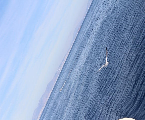 pelargos
